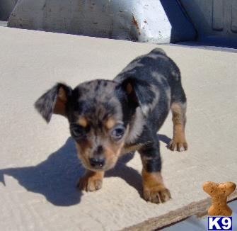 Dachshund Puppies for Sale